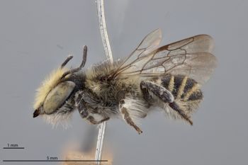 Media type: image;   Entomology 791076 Aspect: habitus lateral view